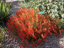 Penstemon-Pineleaf,_Penstemon_pinifolius