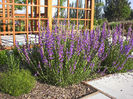 Penstemon-Rocky_Mountain,_Penstemon_strictus_Jun_2003