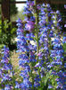 Penstemon-Rocky_Mountain,_Penstemon_strictus_May_2004
