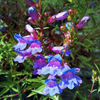 penstemons-catherine-de-la-mare