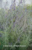 Perovskia%20atriplicifolia%20