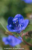 Phacelia%20campanularia