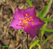 Phemeranthus_piedmontanus_bloom_resized