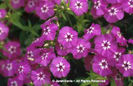 Phlox%20