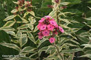 Phlox%20paniculata%20