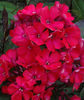 Phlox%20paniculata%20