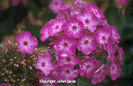 Phlox%20paniculata%20'Volcano%20Purple'