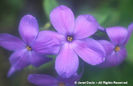 Phlox%20stolonifera%20