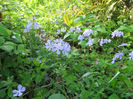 Phlox_divaricata_patch_Wilmington_2012_April_22_025_web_resized