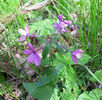 Phlox_stolonifera_May_2-8,_2011_022_web_resized