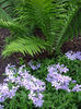 phlox-divaricata-clouds-of-perfume-and-fern1