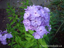 Phlox-paniculata-Davids-Lavender-morning-light