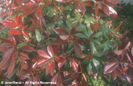 Photinia%20x%20fraseri