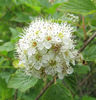 Physocarpus_opulifolius,flower_close-up_resized