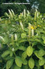 Phytolacca%20americana