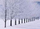 copaci-iarna_1 copaci antrieniti