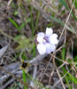 Pinguilaria_pumila_flower_Green_Swamp_2012_April_15_web