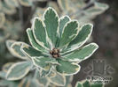 Pittosporum_crassifolium_variegatum_01_5348