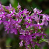 Platanthera_shriveri