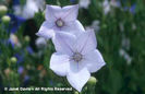Platycodon%20grandiflorus%20
