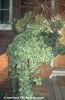 Plectranthus%20madagascariensis