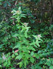 Pluchea_foetida_(3)_whole_plant_for_web