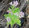 Pluchea_odorata_flowers_web