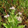 Pluchea_odorata_Southern_saltmarsh_Fleabane_web