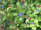 Plumbago,_Ceratostigma_plumbaginoides