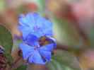 Plumbago,_Ceratostigma_plumbaginoides_(2)