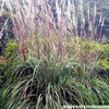 plume_grass_
