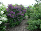 Pocahontas_Lilac,_Syringa_hyacinthiflora_