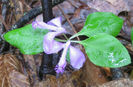 Polygala_paucifolia_blooms
