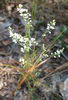 Polygonella_polygama_plant