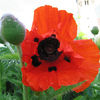 poppy_oriental_brilliant_pop-up