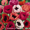 poppy_oriental_pizzicato_pop-up