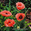 poppy_oriental_princess_victoria_louise_pop-up
