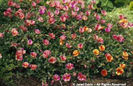 Portulaca%20grandiflora%20