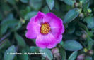 Portulaca%20