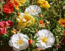 Portulaca-Grandiflora-Moss-Rose