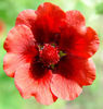 Potentilla%20