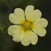 Potentilla_recta_bloom_resized