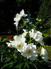 pratte_garden_tour_20070614_5