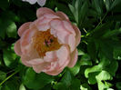 pratte_garden_tour_20070614_5b