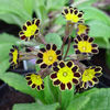 Primula%20
