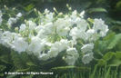 Primula%20sieboldii