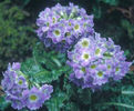 Primula%20sonchifolia