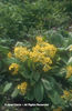 Primula%20veris