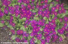 Primula%20