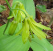 Prosartes_lanuginosa_307_flower_close-up_web_resized